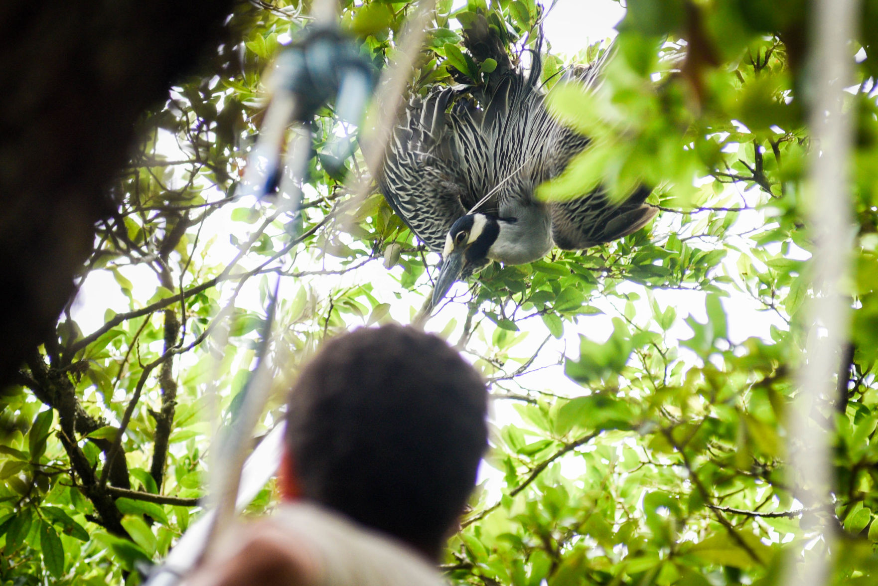 NO.pelicanstuckintree.061319.22.jpg